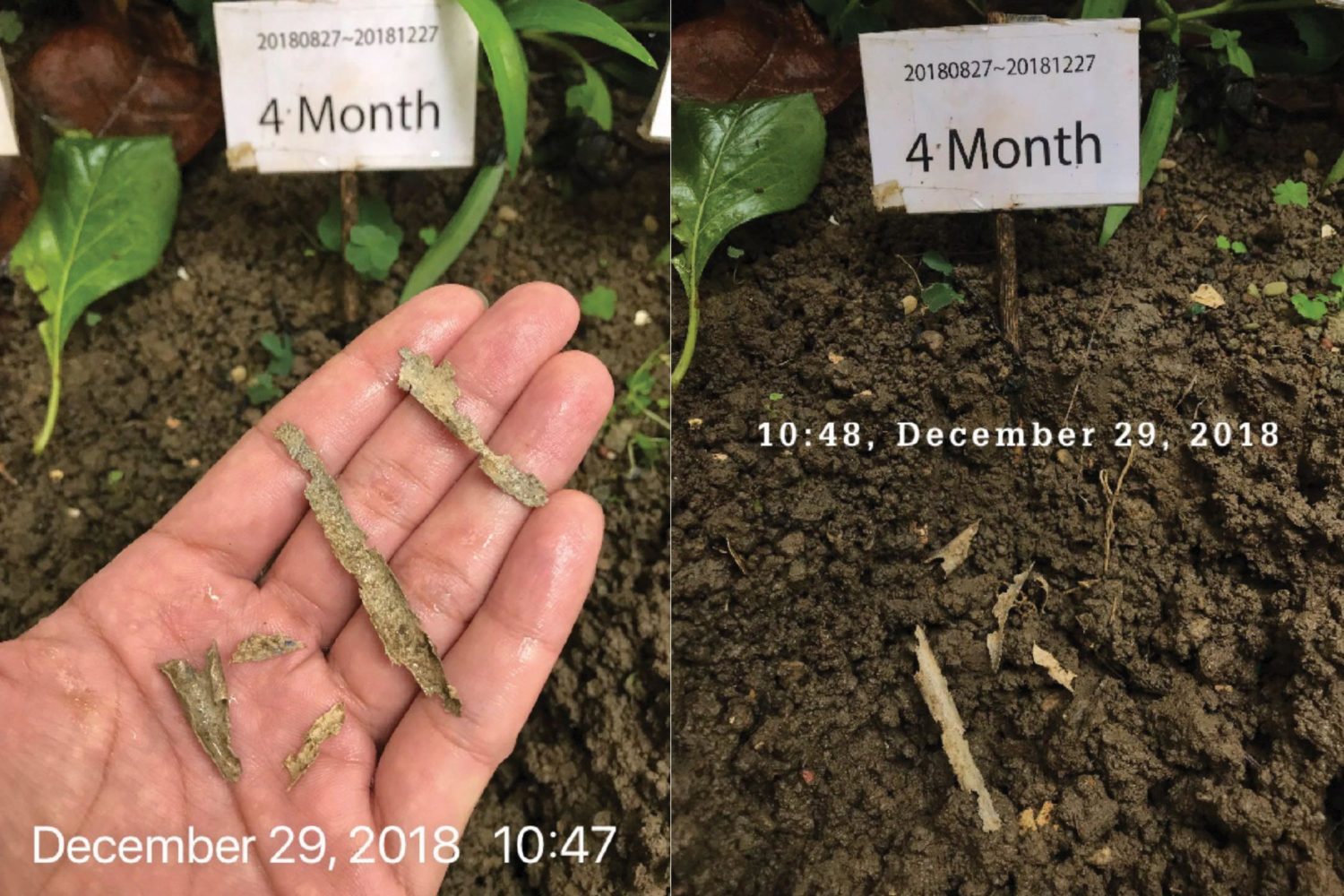 showing bamboo straws after 4 months, decomposed into small pieces