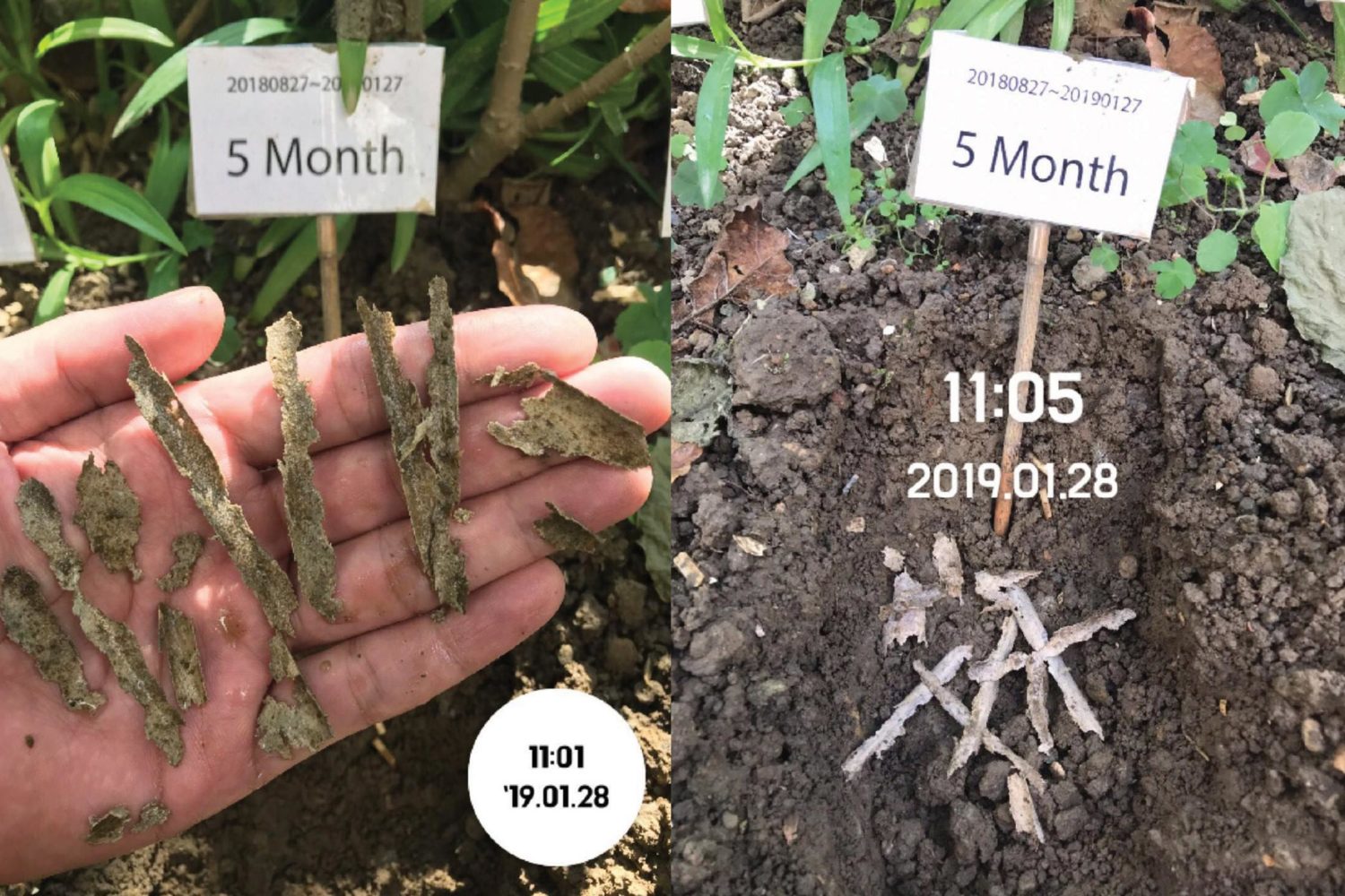 showing bamboo straws after 5 months, decomposed into small pieces