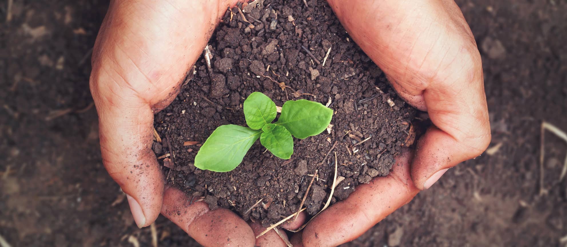 A hand holding soil with a small plant growing in it, showcasing our product's compostable nature.