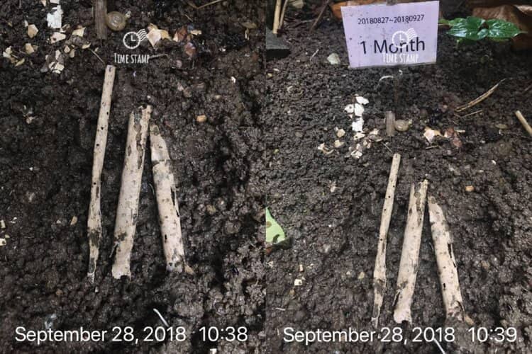 showing bamboo straws undergoing composting after 1 month, highlighting the eco-friendly and biodegradable nature of the product