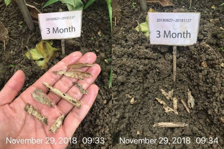 showing the state of decomposition of bamboo straws after 3 months of composting