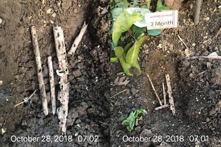 showing bamboo straws undergoing composting after 2 months, highlighting the eco-friendly and biodegradable nature of the product